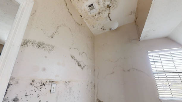Best Comprehensive Air Testing for Mold Contaminants  in Grant Valkaria, FL